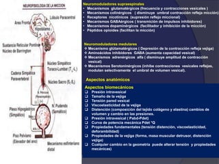 Aspectos biomecánicos
 Presión intravesical
 Tamaño de la vejiga
 Tensión pared vesical
 Viscoelasticidad de la vejiga
 Distención (composición del tejido colágeno y elastina) cambios de
volumen y cambio en las presiones.
 Presión intravesical ( Pabd-Pdet)
 Curva de potencia mecánica Pdet *Q
 Propiedades fundamentales (tensión distención, viscoelasticidad,
deforambilidad)
 Propiedades de la vejiga (forma, masa muscular detrusor, distención
vejiga)
 Cualquier cambio en la geometría puede alterar tensión y propiedades
mecánicas)
Aspectos anatómicos
Neuromoduladores medulares
 Mecanismo glútamatérgicos ( Depresión de la contracción refleja vejiga)
 Aminoácidos inhibidores GABA (aumenta capacidad vesical)
 Mecanismos adrenérgicos alfa ( disminuye amplitud de contracción
vesical)
 Mecanismos Serotoninérgicos (inhibe contracciones vesicales reflejas,
modulan selectivamente el umbral de volumen vesical).
Neuromoduladores supraespinales
• Mecanismos glutamatérgicos (frecuencia y contracciones vesicales )
• Mecanismos colinérgicos ( disminuye umbral contracción refleja micción)
• Receptores nicotínicos (supresión reflejo miccional)
• Mecanismos GABAérgicos ( transmición de impulsos inhibidores)
• Mecanismos dopaminérgicos (facilitador y inhibición de la micción)
• Péptidos opioides (facilitan la micción)
 