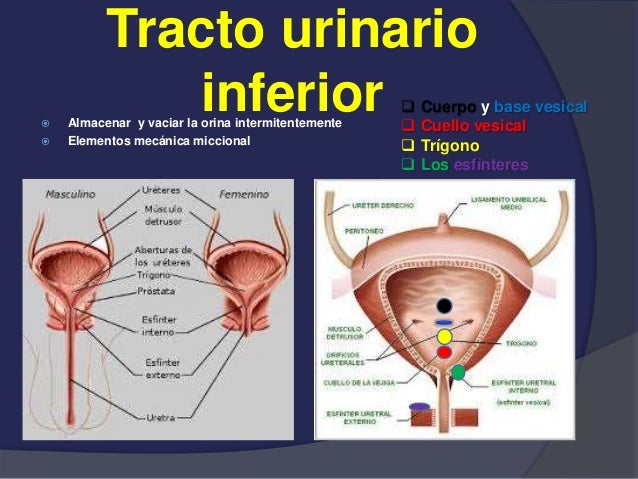 OBSTRUCCION URINARIA BAJA EPUB OBSTRUCCION URINARIA BAJA EPUB