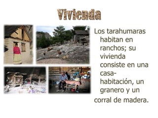 Los tarahumaras
  habitan en
  ranchos; su
  vivienda
  consiste en una
  casa-
  habitación, un
  granero y un
corral de madera.
 