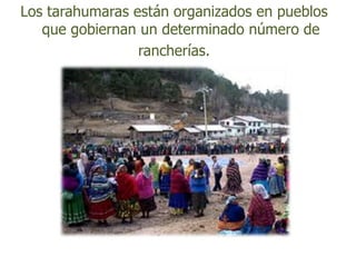 Los tarahumaras están organizados en pueblos
   que gobiernan un determinado número de
                 rancherías.
 