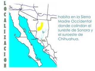 habita en la Sierra
Madre Occidental
donde colindan el
sureste de Sonora y
el suroeste de
Chihuahua.
 