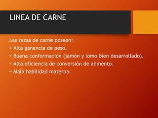 LINEA DE CARNE
Las razas de carne poseen:
• Alta ganancia de peso.
• Buena conformación (jamón y lomo bien desarrollado).
• Alta eficiencia de conversión de alimento.
• Mala habilidad materna.
 