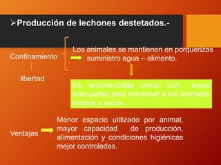 Producción de lechones destetados.-
Confinamiento
libertad
Ventajas
Los animales se mantienen en porquerizas
suministro agua – alimento.
Es recomendable contar con áreas
adecuadas para mantener a los animales
limpios y secos.
Menor espacio utilizado por animal,
mayor capacidad de producción,
alimentación y condiciones higiénicas
mejor controladas.
 