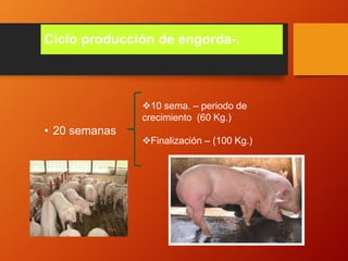Ciclo producción de engorda-.
• 20 semanas
10 sema. – periodo de
crecimiento (60 Kg.)
Finalización – (100 Kg.)
 