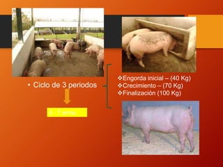 • Ciclo de 3 periodos
6 – 7 sema.
Engorda inicial – (40 Kg)
Crecimiento – (70 Kg)
Finalización (100 Kg)
 
