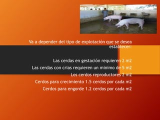 Área
Va a depender del tipo de explotación que se desea
establecer:
Las cerdas en gestación requieren 2 m2
Las cerdas con crias requieren un minimo de 5 m2
Los cerdos reproductores 2 m2
Cerdos para crecimiento 1.5 cerdos por cada m2
Cerdos para engorde 1.2 cerdos por cada m2
 