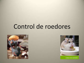 Control de roedores  