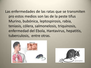 Las enfermedades de las ratas que se transmiten pro estos medios son las de la peste tifus Murino, bubónica, leptospirosis, rabia, teniasis, cólera, salmonelosis, triquinosis, enfermedad del Ebola, Hantavirus, hepatitis, tuberculosis,  entre otras.