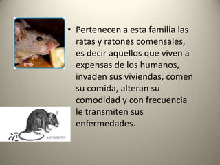 Pertenecen a esta familia las ratas y ratones comensales, es decir aquellos que viven a expensas de los humanos, invaden sus viviendas, comen su comida, alteran su comodidad y con frecuencia le transmiten sus enfermedades. 