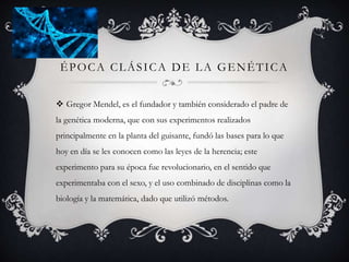 ÉPOCA CLÁSICA DE LA GENÉTICA
 Gregor Mendel, es el fundador y también considerado el padre de
la genética moderna, que con sus experimentos realizados
principalmente en la planta del guisante, fundó las bases para lo que
hoy en día se les conocen como las leyes de la herencia; este
experimento para su época fue revolucionario, en el sentido que
experimentaba con el sexo, y el uso combinado de disciplinas como la
biología y la matemática, dado que utilizó métodos.
 