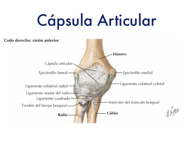 Articulación de Codo