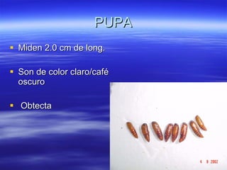 PUPA Miden 2.0 cm de long.  Son de color claro/café oscuro  Obtecta  