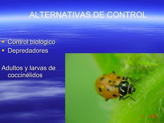 Control biológico Depredadores Adultos y larvas de coccinélidos ALTERNATIVAS DE CONTROL 