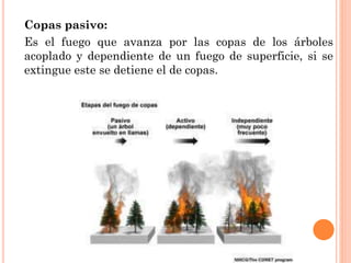 Copas pasivo:
Es el fuego que avanza por las copas de los árboles
acoplado y dependiente de un fuego de superficie, si se
extingue este se detiene el de copas.
 