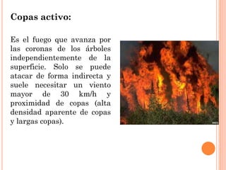 Copas activo:
Es el fuego que avanza por
las coronas de los árboles
independientemente de la
superficie. Solo se puede
atacar de forma indirecta y
suele necesitar un viento
mayor de 30 km/h y
proximidad de copas (alta
densidad aparente de copas
y largas copas).
 