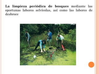 La limpieza periódica de bosques mediante las
oportunas labores selvícolas, así como las labores de
desbroce
 