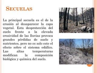 SECUELAS
La principal secuela es el de la
erosión al desaparecer la capa
vegetal. Esta desprotección del
suelo frente a la elevada
erosividad de las lluvias provoca
grandes pérdidas de suelo y
nutrientes, pero no es solo este el
efecto sobre el sistema edáfico.
Las altas temperaturas
modifican la composición
biológica y química del suelo.
 