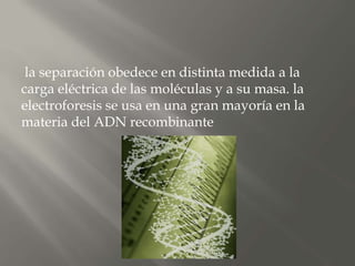 la separación obedece en distinta medida a la
carga eléctrica de las moléculas y a su masa. la
electroforesis se usa en una gran mayoría en la
materia del ADN recombinante
 
