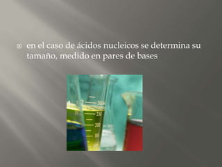  en el caso de ácidos nucleicos se determina su
tamaño, medido en pares de bases
 