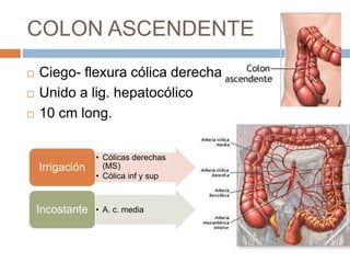 COLON ASCENDENTE
 Ciego- flexura cólica derecha
 Unido a lig. hepatocólico
 10 cm long.
• Cólicas derechas
(MS)
• Cólica inf y sup
Irrigación
• A. c. mediaIncostante
 