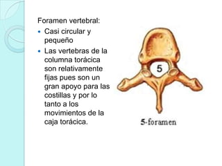 Foramen vertebral:
 Casi circular y
  pequeño
 Las vertebras de la
  columna torácica
  son relativamente
  fijas pues son un
  gran apoyo para las
  costillas y por lo
  tanto a los
  movimientos de la
  caja torácica.
 