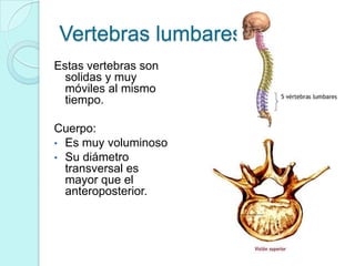 Vertebras lumbares
Estas vertebras son
  solidas y muy
  móviles al mismo
  tiempo.

Cuerpo:
• Es muy voluminoso
• Su diámetro
  transversal es
  mayor que el
  anteroposterior.
 