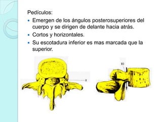 Pedículos:
 Emergen de los ángulos posterosuperiores del
  cuerpo y se dirigen de delante hacia atrás.
 Cortos y horizontales.
 Su escotadura inferior es mas marcada que la
  superior.
 
