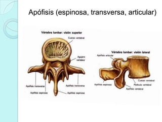 Apófisis (espinosa, transversa, articular)
 