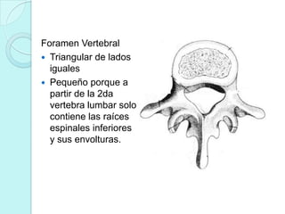 Foramen Vertebral
 Triangular de lados
  iguales
 Pequeño porque a
  partir de la 2da
  vertebra lumbar solo
  contiene las raíces
  espinales inferiores
  y sus envolturas.
 