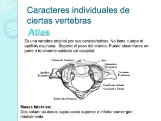Caracteres individuales de
   ciertas vertebras

  Es una vertebra original por sus características. No tiene cuerpo ni
  apófisis espinosa. Soporta el peso del cráneo. Puede encontrarse en
  parte o totalmente soldado cal occipital.




Masas laterales:
Dos columnas óseas cuyas caras superior e inferior convergen
medialmente.
 