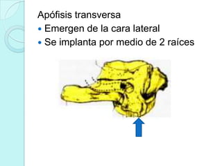 Apófisis transversa
 Emergen de la cara lateral
 Se implanta por medio de 2 raíces
 