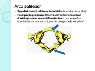Arco anterior
     posterior
   Describe una curvatura, aplastado desde
    Aplastado desde adelante hacia atrás. arriba hacia abajo.
   Presenta una saliente de sus 2 extremos en las caras
    Se implanta por medio“el tubérculo posterior del atlas”
    dividido por una masas laterales. Junto
    anteriores de lascresta en 2 vertientes. con la apófisis
    odontoides de axis constituyen “el cuerpo de la vertebra”
 