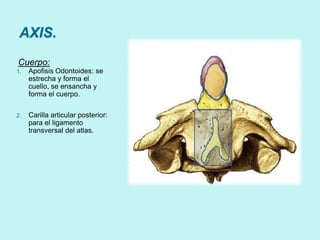 AXIS.
Cuerpo:
1.   Apofisis Odontoides: se
     estrecha y forma el
     cuello, se ensancha y
     forma el cuerpo.

2.   Carilla articular posterior:
     para el ligamento
     transversal del atlas.
 