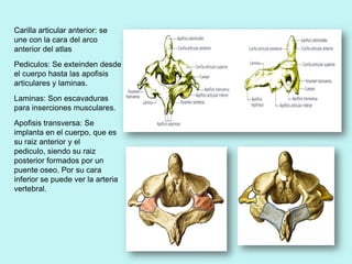 Carilla articular anterior: se
une con la cara del arco
anterior del atlas
Pediculos: Se exteinden desde
el cuerpo hasta las apofisis
articulares y laminas.
Laminas: Son escavaduras
para inserciones musculares.
Apofisis transversa: Se
implanta en el cuerpo, que es
su raiz anterior y el
pediculo, siendo su raiz
posterior formados por un
puente oseo. Por su cara
inferior se puede ver la arteria
vertebral.
 
