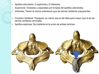     Apofisis articulares- 2 superiores y 2 inferiores.
1.   Superiores: Ovaladas y separadas por la base del apofisis odontoides.
2.   Inferiores: Tienen la misma orientacion que las demas vertebras subyacentes.


    Foramen Vertebral: Triangular, es menor que el del atlas pero mayor que el de las
     demas vertebras cervicales.
    Apofisis espinosa: Se implanta en la union de ambas laminas.
 