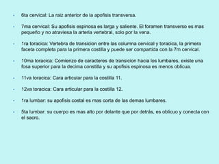 •   6ta cervical: La raiz anterior de la apofisis transversa.

•   7ma cervical: Su apofisis espinosa es larga y saliente. El foramen transverso es mas
    pequeño y no atraviesa la arteria vertebral, solo por la vena.

•   1ra toracica: Vertebra de transicion entre las columna cervical y toracica, la primera
    faceta completa para la primera costilla y puede ser compartida con la 7m cervical.

•   10ma toracica: Comienzo de caracteres de transicion hacia los lumbares, existe una
    fosa superior para la decima constilla y su apofisis espinosa es menos oblicua.

•   11va toracica: Cara articular para la costilla 11.

•   12va toracica: Cara articular para la costilla 12.

•   1ra lumbar: su apofisis costal es mas corta de las demas lumbares.

•   5ta lumbar: su cuerpo es mas alto por delante que por detrás, es oblicuo y conecta con
    el sacro.
 
