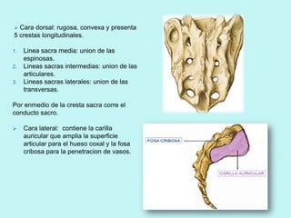  Cara dorsal: rugosa, convexa y presenta
5 crestas longitudinales.

1.   Linea sacra media: union de las
     espinosas.
2.   Lineas sacras intermedias: union de las
     articulares.
3.   Lineas sacras laterales: union de las
     transversas.

Por enmedio de la cresta sacra corre el
conducto sacro.

    Cara lateral: contiene la carilla
     auricular que amplia la superficie
     articular para el hueso coxal y la fosa
     cribosa para la penetracion de vasos.
 
