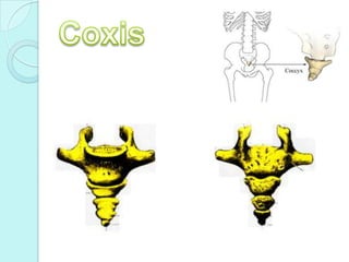 Columna Vertebral