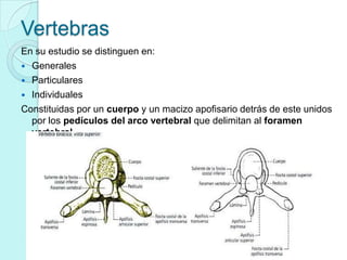 Vertebras
En su estudio se distinguen en:
 Generales
 Particulares
 Individuales
Constituidas por un cuerpo y un macizo apofisario detrás de este unidos
  por los pedículos del arco vertebral que delimitan al foramen
  vertebral.
 