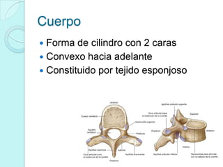 Cuerpo
 Forma de cilindro con 2 caras
 Convexo hacia adelante
 Constituido por tejido esponjoso
 