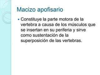 Macizo apofisario
   Constituye la parte motora de la
    vertebra a causa de los músculos que
    se insertan en su periferia y sirve
    como sustentación de la
    superposición de las vertebras.
 