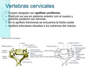 Vertebras cervicales
 Cuerpo alargado con apófisis unciforme.
 Pedículo se une en extremo anterior con el cuerpo y
  extremo posterior con laminas.
 En la apófisis transversa se encuentra la fosita costal
 Apófisis articulares situadas a los extremos del macizo
 