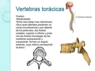 Vertebras torácicas:
Cuerpo:
•Redondeado
•Entre mas abajo mas voluminoso.
•Sus caras laterales presentan un
canal circunferencial y por delante
de los pedículos, dos fositas
costales, superior e inferior y junto
con las fositas homologas de las
vertebras suprayacente y
subyacente, forman un ángulo
entrante, cuyo vértice corresponde
al disco intervertebral.
 