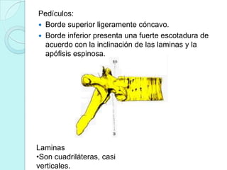 Pedículos:
 Borde superior ligeramente cóncavo.
 Borde inferior presenta una fuerte escotadura de
  acuerdo con la inclinación de las laminas y la
  apófisis espinosa.




Laminas
•Son cuadriláteras, casi
verticales.
 