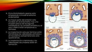 A. El sincitiotrofoblasto apenas esta
empezando a invadir el estroma
endometrial.
B. La mayor parte del embrión esta
hundido en el endometrio; hay una
invasión precoz de las lagunas
trofoblasticas, la cavidad amniótica y el
saco vitelino están empezando a
formarse.
C. La implantación esta por terminar están
formándose las vellosidades primarias y
el mesodermo extraembrionario esta
apareciendo.
D. La implantación a terminado y las
vellosidades secundarias están en
formación.
 
