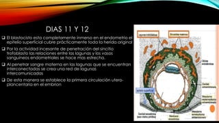 DIAS 11 Y 12
 El blastocisto esta completamente inmerso en el endometrio el
epitelio superficial cubre prácticamente toda la herida original
 Por la actividad incesante de penetración del sincitio
trofoblasto las relaciones entre las lagunas y los vasos
sanguíneos endometriales se hace mas estrecha.
 Al penetrar sangre materna en las lagunas que se encuentran
interconectadas se crea una red de lagunas
intercomunicadas
 De esta manera se establece la primera circulación utero-
plancentaria en el embrion
 