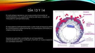 DÍA 13 Y 14
En esta etapa aparece una nueva estructura entre el
citotrofoblasto y la superficie externa del saco vitelino. El
mesodermo extraembrionario.
El mesodermo extraembrionario cubre todo el espacio entre
el citotrofoblasto externamente y la membrana amniótica y
vitelina internamente.
Aparecen grandes cavidades en el mesodermo
extraembrionario que confluyen y forman un nuevo espacio.
La cavidad coronica.
 