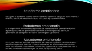 Ectodermo embrionario
Da lugar a la epidermis, sistema nervioso central y periférico, los ojos los oídos internos y
en forma de culular de la cresta neural a muchos tejidos de la cabeza
Endodermo embrionario
Es el origen de los revestimientos epiteliales de vías respiratorias y alimentarias(tuvo
digestivo) incluidas las glándulas que se abren al tubo digestivo y las células
glandulares de los órganos asociados con el hígado y páncreas
Mesodermo embrionario
Da lugar a todos los músculos esqueléticos, las células sanguíneas, y el revestimiento
de vasos sanguíneos, todas las capas lisas viscerales, los revestimientos sedosos de
todas las cavidades corporales los conductos y órganos de el aparato reproductor y
excretor, en el tronco esta el origen de todos los tejidos conjuntivos.
 