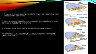 1. Después de invaginarse algunas células migran ala hipoblasto y crean
el endodermo embrionario
2. Otras se sitúan en el epidermo y el endodermo acabado de formar y
dan lugar al mesodermo embrionario
3. Las células que quedan en el epiblasto forman el ectodermo.
ASI GRACIAS A LA GASTRULACION LAS CELULAS FORMAN TODAS LAS
CAPAS GERMINALES.
 