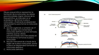 Dibujos esquemáticos representan la
formación de la notocorda: las células
prenotocordiales migran atraves de la
línea primitiva, se intercalan en el
endodermo, allí forman la placa
notocordal, y finalmente se desprenden
del endodermo para formar la notocorda
definitiva.
A. sección sagital de un embrión de 17
días, la parte mas craneal de la
notocorda definitiva ya esta formada,
mientras que las células
prenotocordales esta intercaladas en
el endodermo formando la placa
notocordal
B. Sección transversal de a través de la
región de la placa notocordal, pronto
la placa se desprenderá formando la
notocorda definitiva
C. Notocorda definitiva
 